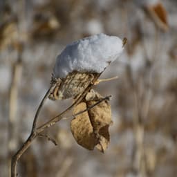 Audekla iepirkumu soma